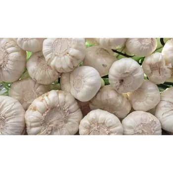 Natural Garlic